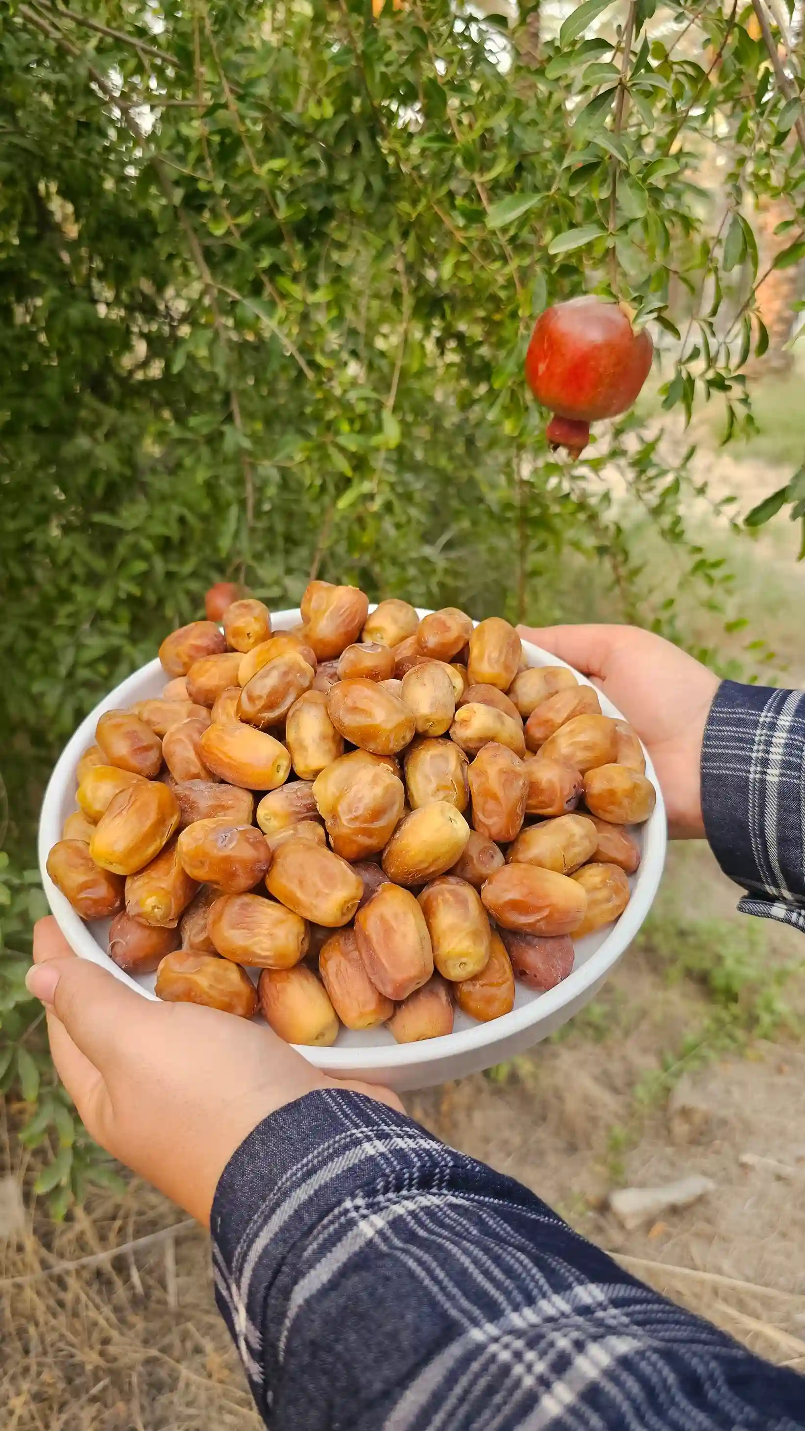 خرما زاهدی